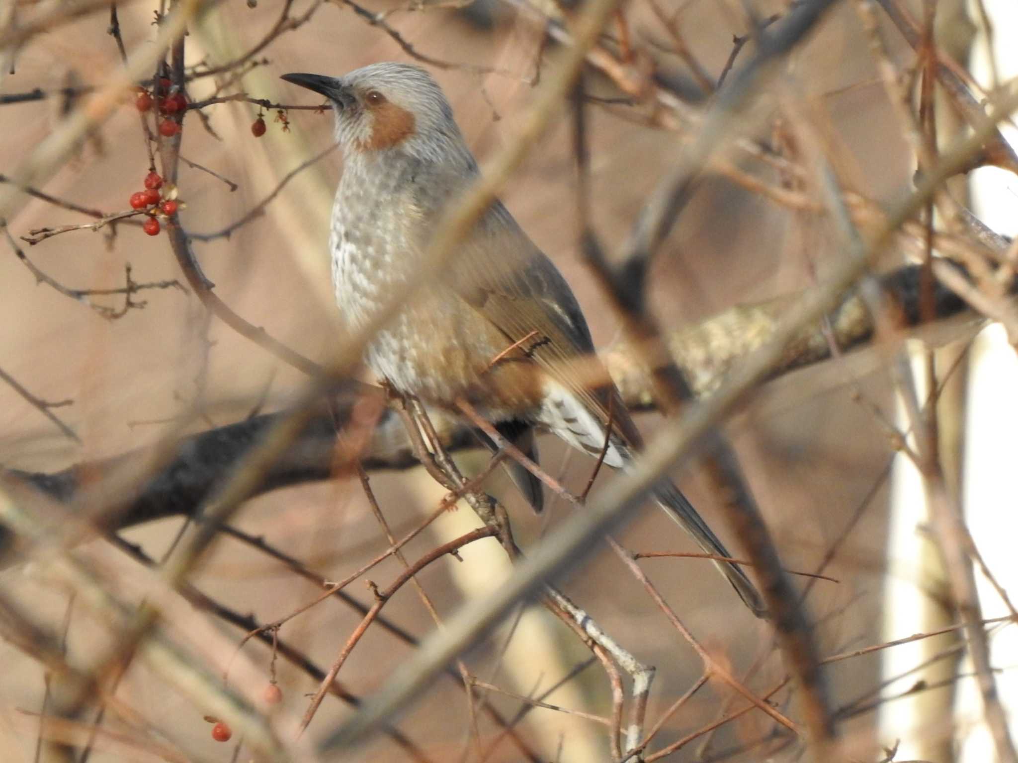 Brown-eared Bulbul