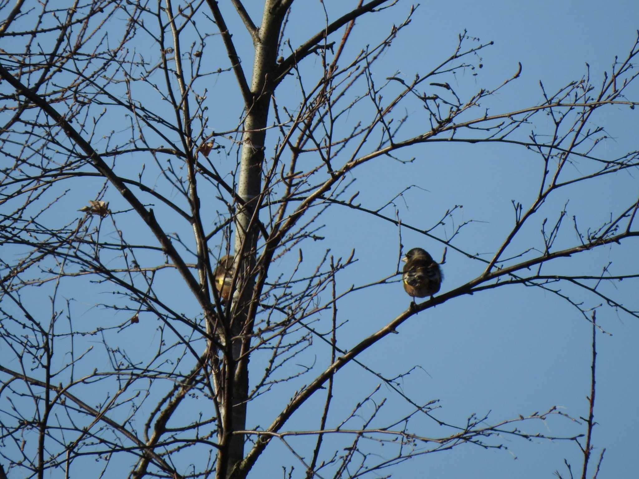 Grey-capped Greenfinch