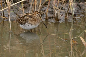 Common Snipe 南行徳野鳥の楽園 Thu, 12/24/2020