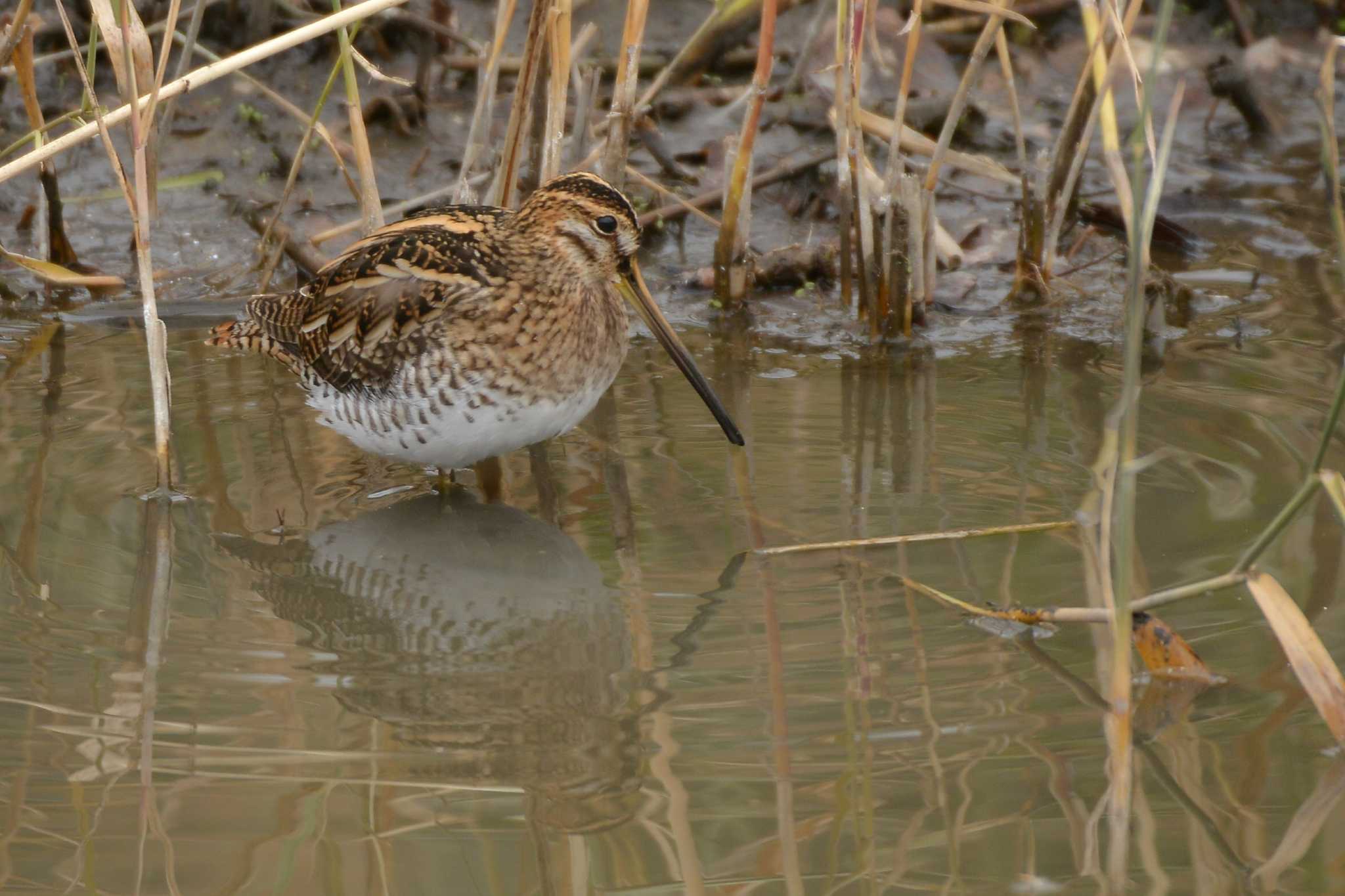 Photo of Common Snipe at 南行徳野鳥の楽園 by Johnny cool