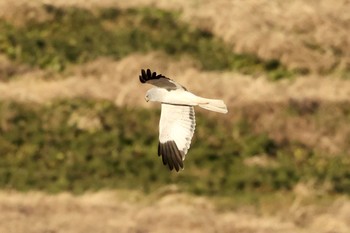 Hen Harrier Unknown Spots Mon, 12/21/2020