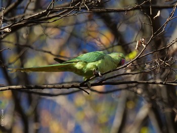 Indian Rose-necked Parakeet Shinjuku Gyoen National Garden Wed, 12/16/2020