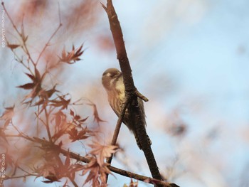 Japanese Pygmy Woodpecker Inokashira Park Thu, 12/24/2020