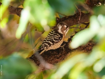 Japanese Pygmy Woodpecker Shinjuku Gyoen National Garden Wed, 12/16/2020