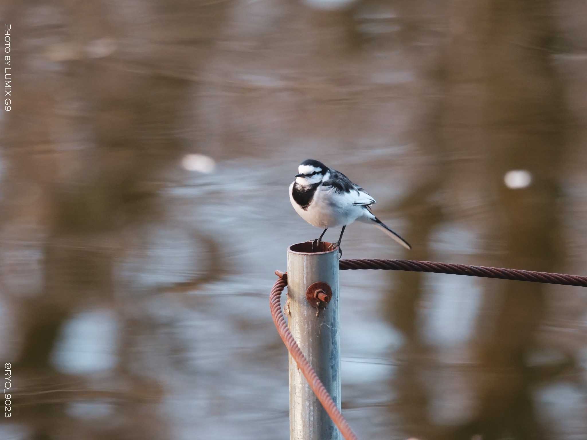 井の頭公園 ハクセキレイの写真 by Ryo_9023