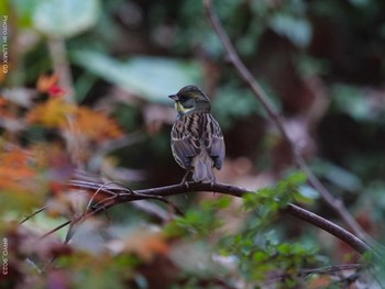 Masked Bunting Shinjuku Gyoen National Garden Wed, 12/16/2020