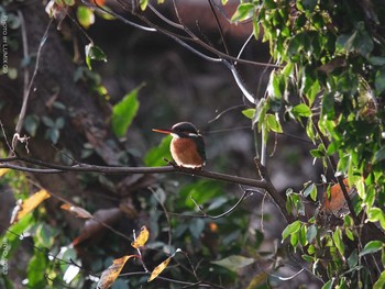 Common Kingfisher Inokashira Park Thu, 12/24/2020