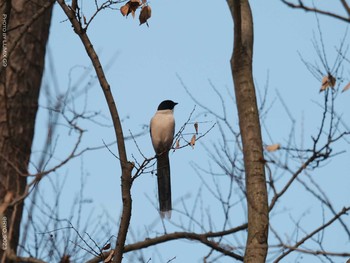 Azure-winged Magpie Inokashira Park Thu, 12/24/2020