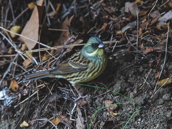 Masked Bunting Shinjuku Gyoen National Garden Wed, 12/16/2020