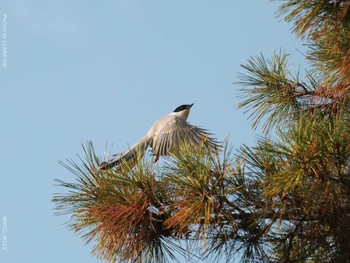 Azure-winged Magpie Inokashira Park Thu, 12/24/2020