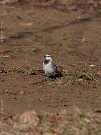 White Wagtail Shinjuku Gyoen National Garden Wed, 12/16/2020