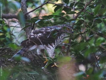 Japanese Sparrowhawk Shinjuku Gyoen National Garden Wed, 12/16/2020