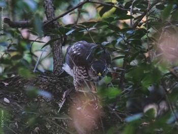 Japanese Sparrowhawk Shinjuku Gyoen National Garden Wed, 12/16/2020