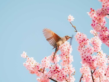 Brown-eared Bulbul Shinjuku Gyoen National Garden Wed, 3/18/2020