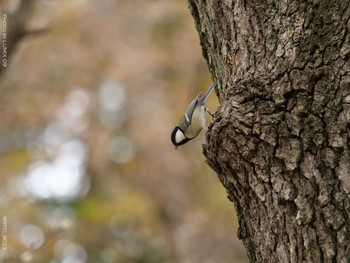 シジュウカラ 井の頭公園 2020年12月24日(木)