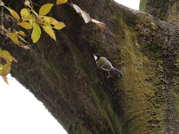 Japanese Tit Inokashira Park Thu, 12/24/2020