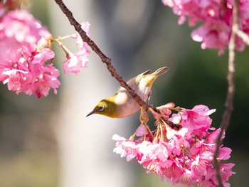 Warbling White-eye 木場公園(江東区) Tue, 3/3/2020