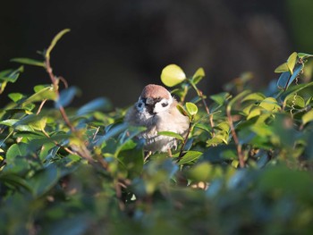 Eurasian Tree Sparrow 千鳥ヶ淵 Fri, 3/20/2020