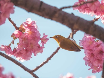 Warbling White-eye 木場公園(江東区) Tue, 3/3/2020