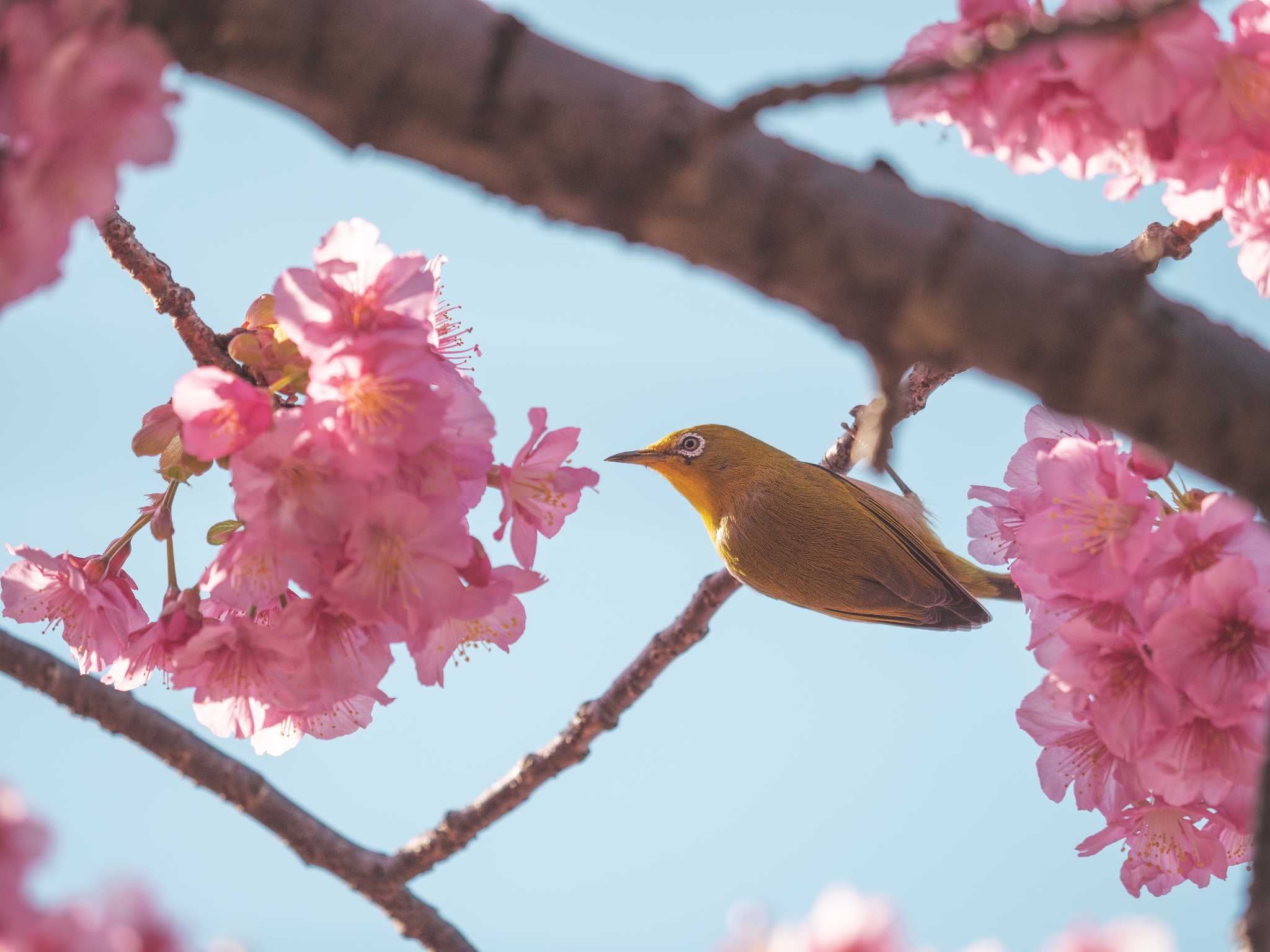 Photo of Warbling White-eye at 木場公園(江東区) by Ryo_9023