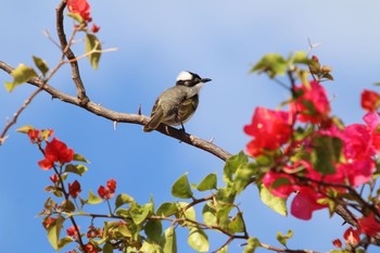 Light-vented Bulbul 漫湖公園 Sun, 11/13/2016