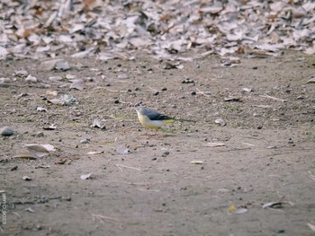 Grey Wagtail Shinjuku Gyoen National Garden Thu, 12/24/2020