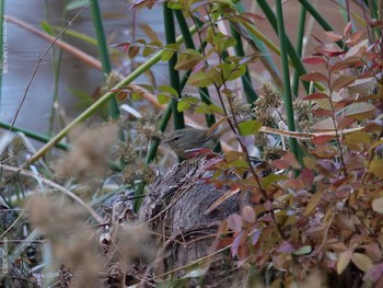 ウグイス 井の頭公園 2020年12月24日(木)