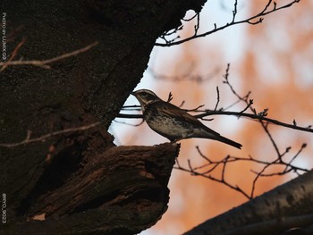 Dusky Thrush Inokashira Park Thu, 12/24/2020