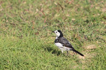 ホオジロハクセキレイ 漫湖水鳥・湿地センター 2016年11月13日(日)