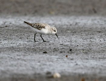 Little Stint Inashiki Thu, 12/24/2020