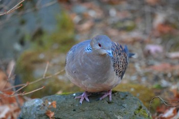 キジバト 西湖野鳥の森公園 2020年12月23日(水)