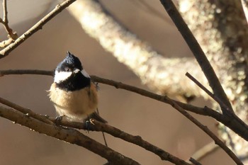 ヒガラ 西湖野鳥の森公園 2020年12月23日(水)