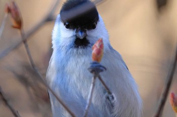 コガラ 西湖野鳥の森公園 2020年12月23日(水)