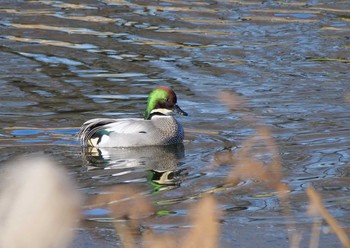 ヨシガモ 三橋総合公園 2020年12月20日(日)