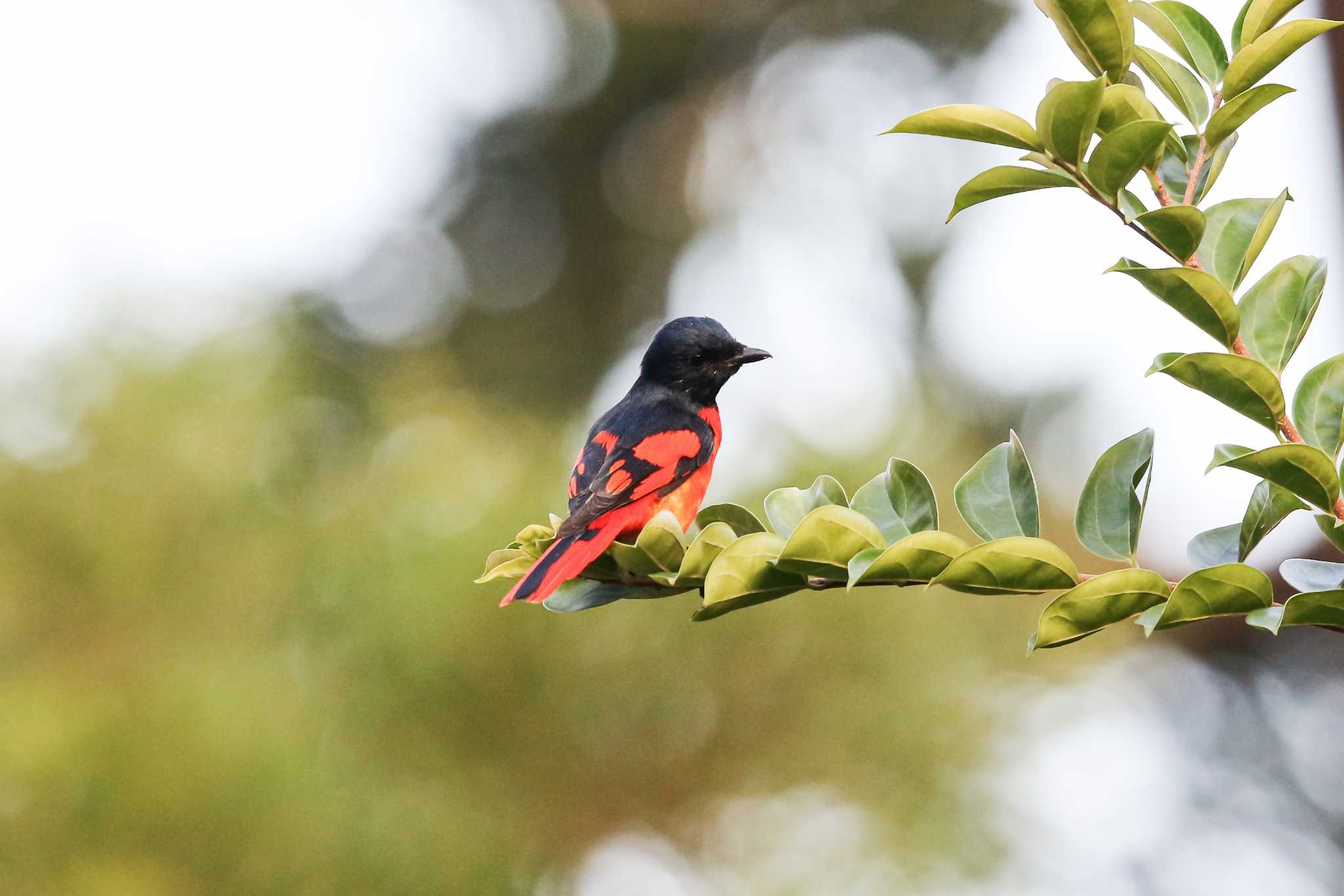 Photo of Scarlet Minivet at タイポカウ by Trio