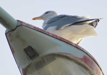 セグロカモメ 境川(境橋付近) 2020年12月25日(金)