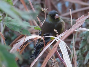 2020年12月25日(金) 境川(境橋付近)の野鳥観察記録