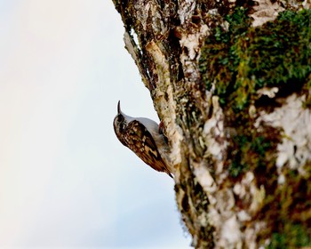 Eurasian Treecreeper Unknown Spots Sun, 11/13/2016