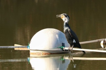 カワウ 二ツ池公園 2020年12月23日(水)