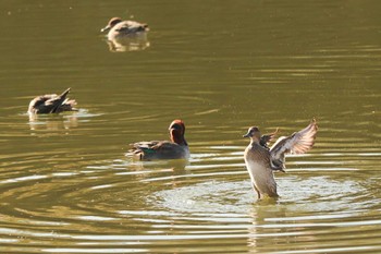 2020年12月23日(水) 二ツ池公園の野鳥観察記録