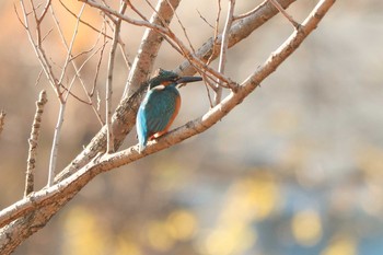 カワセミ 二ツ池公園 2020年12月23日(水)