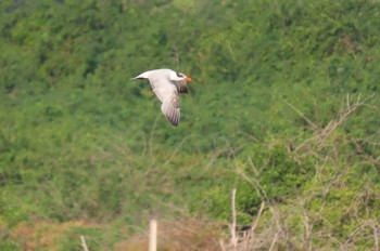 オニアジサシ Khao Sam Roi Yot National Park 2020年12月21日(月)