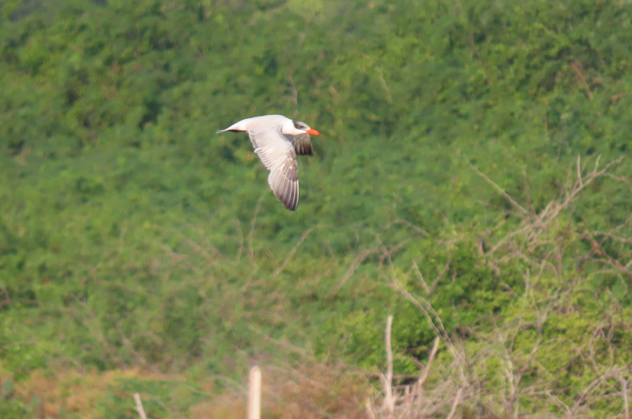 Khao Sam Roi Yot National Park オニアジサシの写真 by span265