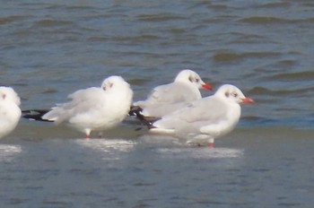 Brown-headed Gull Khao Sam Roi Yot National Park Mon, 12/21/2020