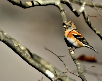 Brambling Unknown Spots Sun, 11/13/2016