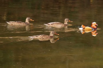 2020年12月11日(金) 南アルプス邑野鳥公園の野鳥観察記録