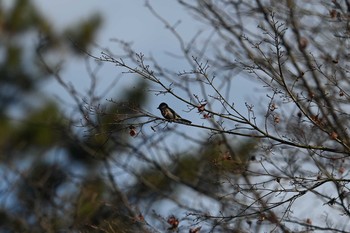 シジュウカラ 三渓園 2020年12月25日(金)