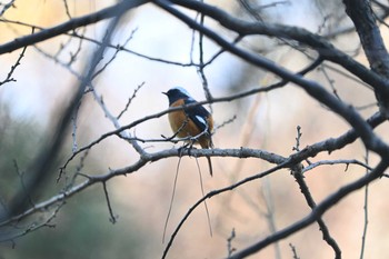 ジョウビタキ 三渓園 2020年12月25日(金)