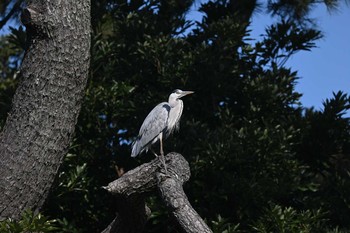 アオサギ 三渓園 2020年12月25日(金)