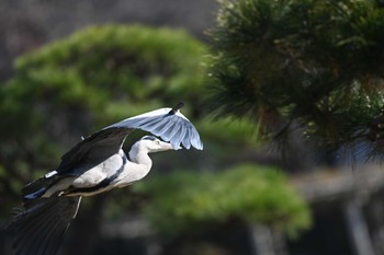 アオサギ 三渓園 2020年12月25日(金)